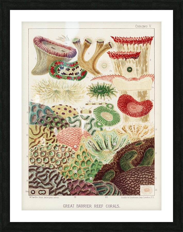 Great Barrier Reef Corals from The Great Barrier Reef of Australia 1893 by William Saville-Kent 1845-1908. Fig 1: Trachyphyllia amaraniusFig 2 : Caulastroea DistortaFig 3 : Mussa CorymbosaFig 4 : Mussa MultilobataFig 5 : PrionastroeaFig 6 : Favia Bo Picture Frame print