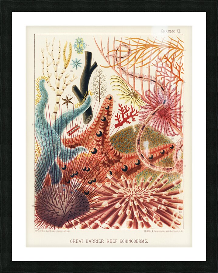 Great Barrier Reef Echinoderms from The Great Barrier Reef of Australia 1893 by William Saville-Kent 1845-1908. Fig 1: Isis HippurisFig 2: Queensland black coral Antipathes abiesFig 3: Ctenocella PectinataFig 4: Gorgonia AustraliensisFig 5: Melitodes Picture Frame print