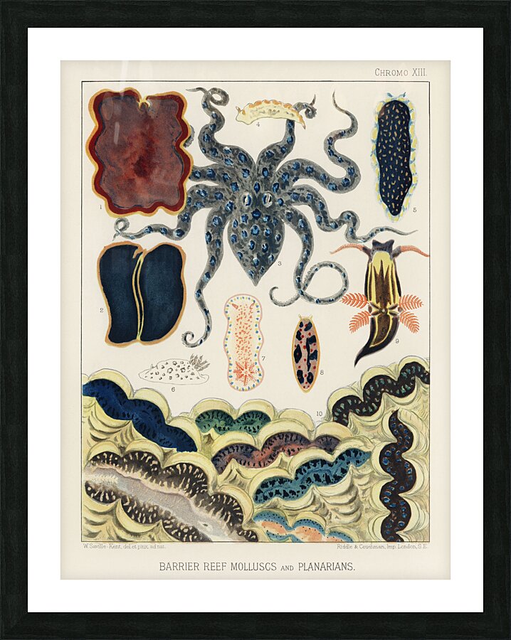 Barrier Reef Molluscs and Planarians from The Great Barrier Reef of Australia 1893 by William Saville-Kent 1845-1908. Fig 1: Flat worm Pseudoceros KentiiFig 2: Planarian Pseudoceros DimidiatusFig 3: Blue spotted Octopus Octopus PictusFig 4: Sea-hare A Picture Frame print