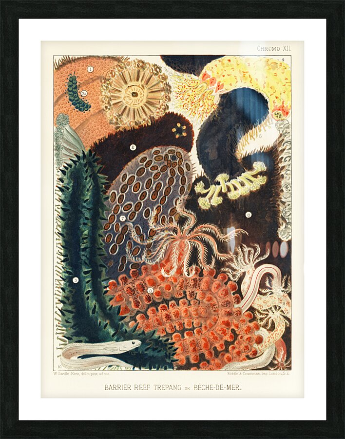 Barrier Reef Trepang or Bêche-de-Mer from The Great Barrier Reef of Australia 1893 by William Saville-Kent 1845-1908. Fig 1-2: Red fish Actinopyga obesaFig 3: Green Prickly-fish Stichopus ChloronotusFig 4: Colochirus AncepsFig 5: Holothurisa ColuberF Picture Frame print