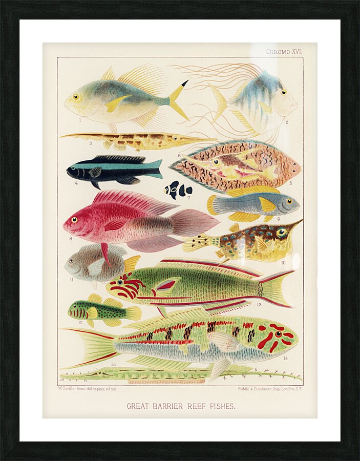 Great Barrier Reef Fishes from The Great Barrier Reef of Australia 1893 by William Saville-Kent 1845-1908. Fig 1: Fringe-finned Trevally Caranx ridiatus MacLeayFig 2: Dismond Trvally Caranx Gallus LinFig 3: Needle fish amphisile scuataFig 4: Blue band Picture Frame print