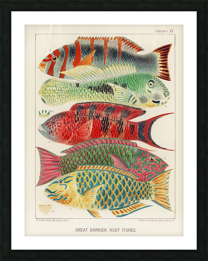 Great Barrier Reef Fishes from The Great Barrier Reef of Australia 1893 by William Saville-Kent 1845-1908.  Fig 1: Orange banded parrot fish Xiphochilus Fasciatus Fig 2: Hodgkinson&39s parrot fish Choerops Hodgkinsonii Fig 3: Scarlet banded Parrot fish C Picture Frame print