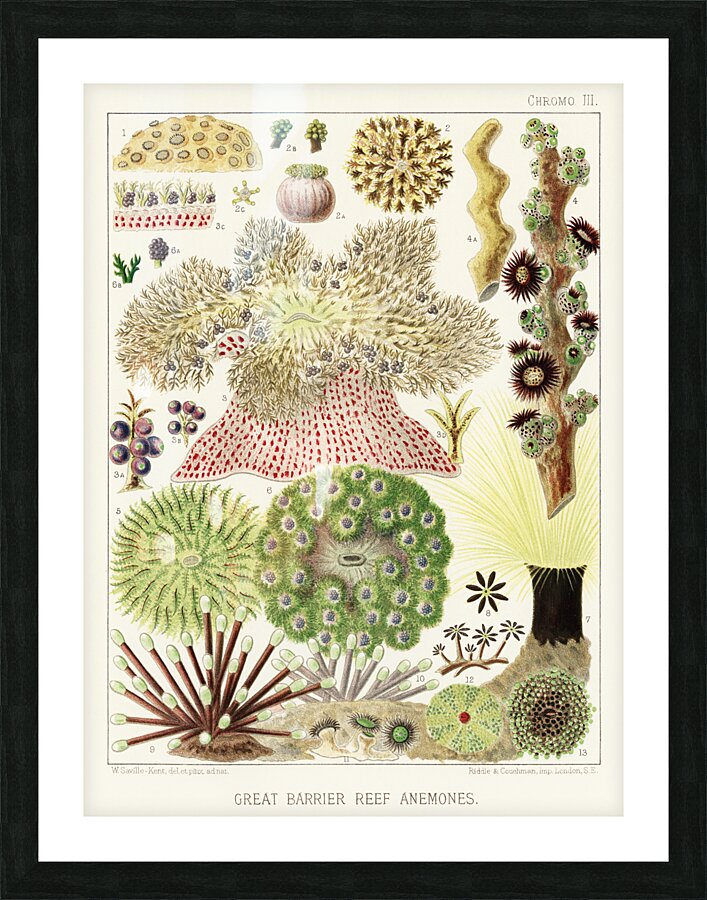 Great Barrier Reef Anemones from The Great Barrier Reef of Australia 1893 by William Saville-Kent 1845-1908. Fig 1 : Palythoa caesiaFig 2 : Rhodactis HowesiiFig 3 : Haterodactyla HemprichiiFig 4 : Acrozoanthus australioeFig 5 : phymanthus muscorumFi Picture Frame print