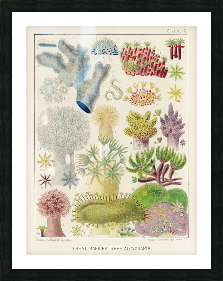 Barrier Reef Anemones from The Great Barrier Reef of Australia 1893 by William Saville-Kent 1845-1908.  Picture Frame print