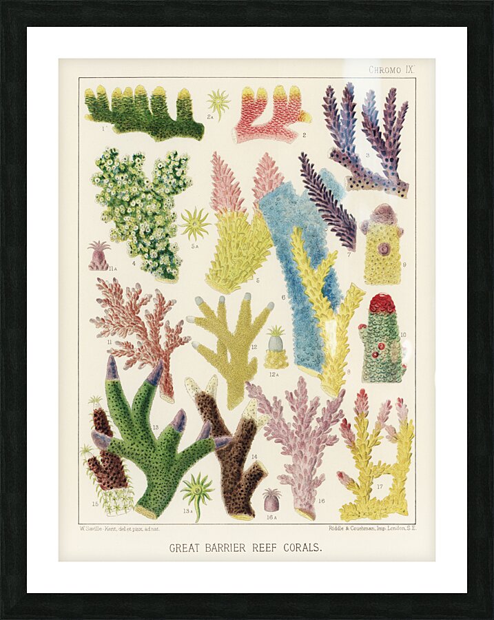 Great Barrier Reef Corals from The Great Barrier Reef of Australia 1893 by William Saville-Kent 1845-1908. Fig 1-2: Madrepora ProstrataFig 3: Madrepora KentiFig 4: Madrepora OrnataFig 5: Madrepora DecipiensFig 6: Mdrepora LaxaFig 7: Madrepora secund Picture Frame print