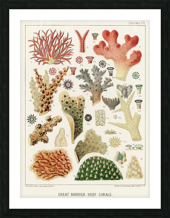 Great Barrier Reef Corals from The Great Barrier Reef of Australia 1893 by William Saville-Kent 1845-1908. Fig 1 : Seriatopora HystrixFig 2 : Stylopora PalmataFig 3 : Pcillpoora DamicornisFig 4 : Oculina FasciculataFig 5 : Echinopora horridaFig 6 :  Picture Frame print