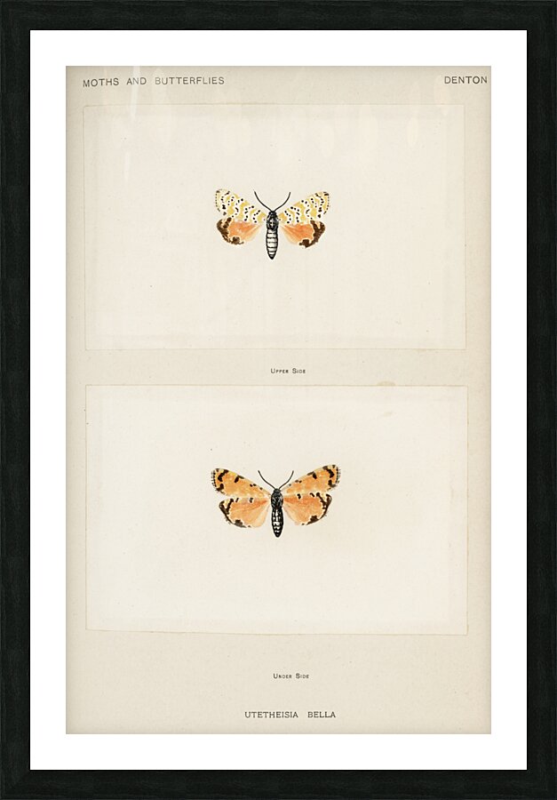 Bella Moth Utetheisia Bella from Moths and butterflies of the United States 1900 by Sherman F. Denton 1856-1937.  Picture Frame print