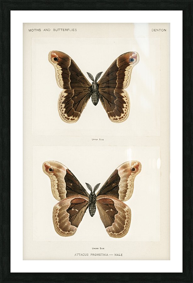 Promethea Silkmoth - Male Attacus Promethia from Moths and Butterflies of the United States 1900 by Sherman F. Denton 1856-1937.  Picture Frame print