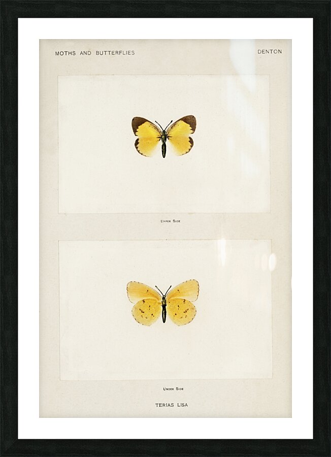 Little Sulphur Terias Lisa from Moths and butterflies of the United States 1900 by Sherman F. Denton 1856-1937.  Picture Frame print