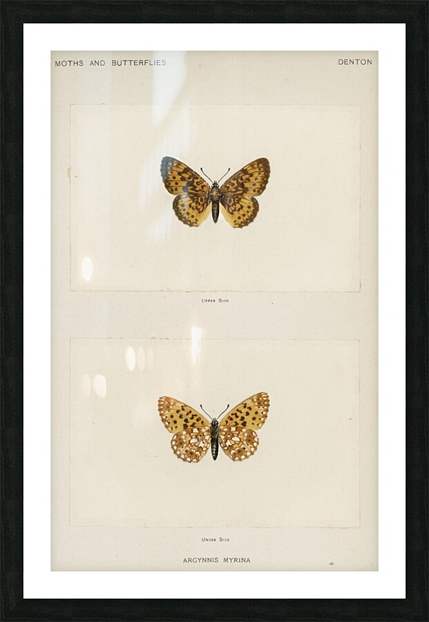 Silver-bordered Fritillary Argynnis Myrina from Moths and butterflies of the United States 1900 by Sherman F. Denton 1856-1937.  Picture Frame print