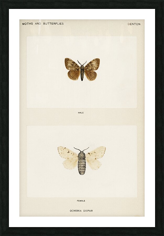 Gypsy Moth - Male Female Ocneria Dispar from Moths and Butterflies of the United States 1900 by Sherman F. Denton 1856-1937.  Picture Frame print