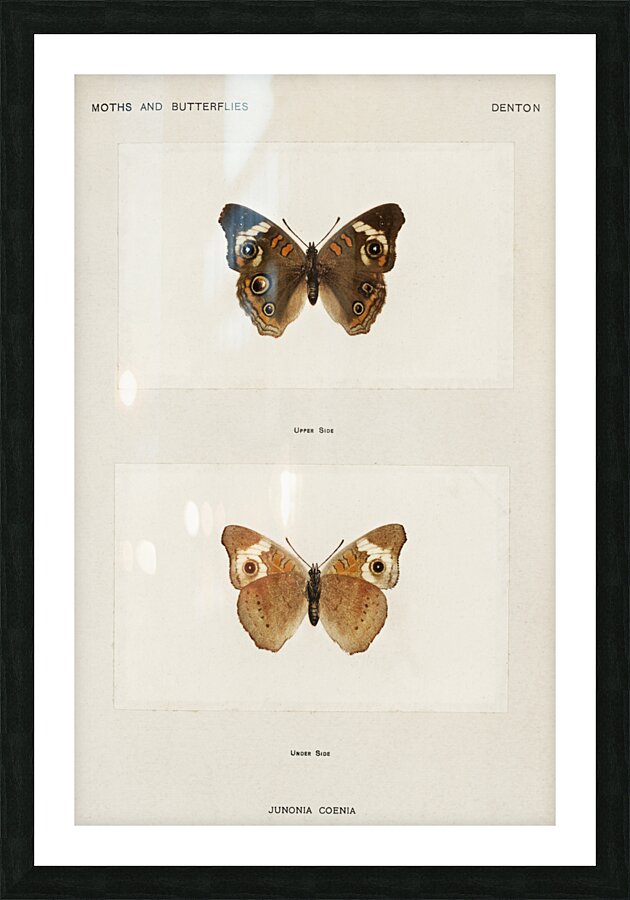 Buckeye Junonia Coenia from Moths and butterflies of the United States 1900 by Sherman F. Denton 1856-1937.  Picture Frame print