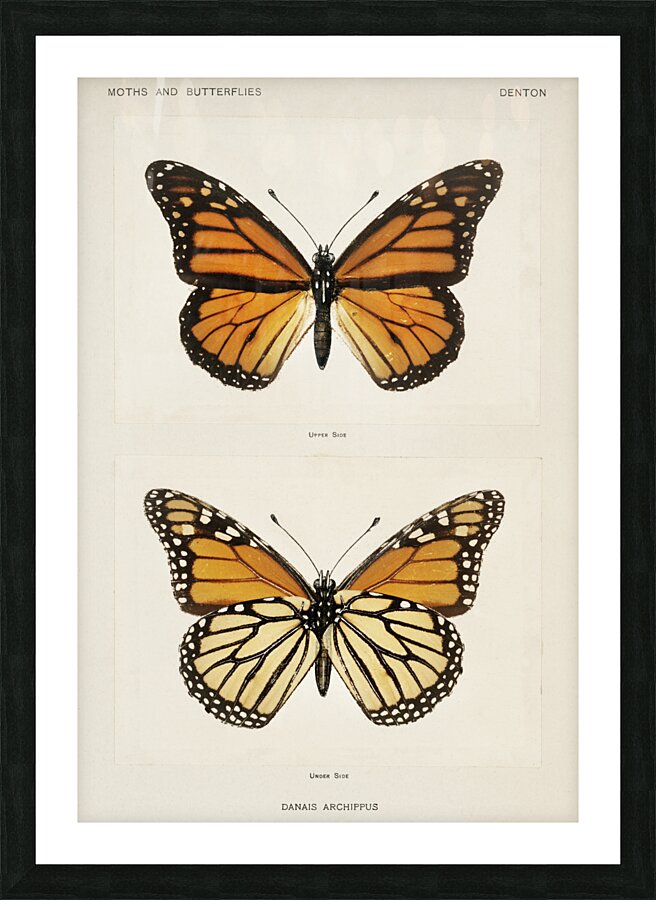 Monarch Butterfly Danais Archippus from Moths and butterflies of the United States 1900 by Sherman F. Denton 1856-1937.  Impression et Cadre photo