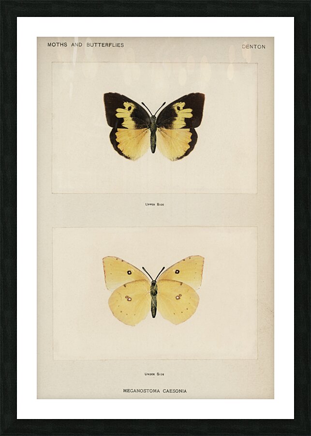 Southern Dogface Meganostoma Caesonia from Moths and butterflies of the United States 1900 by Sherman F. Denton 1856-1937.  Picture Frame print