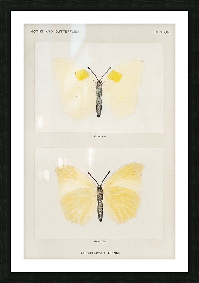 Aphrodite Fritillary Argynnis Aphrodite from Moths and butterflies of the United States 1900 by Sherman F. Denton 1856-1937.  Picture Frame print
