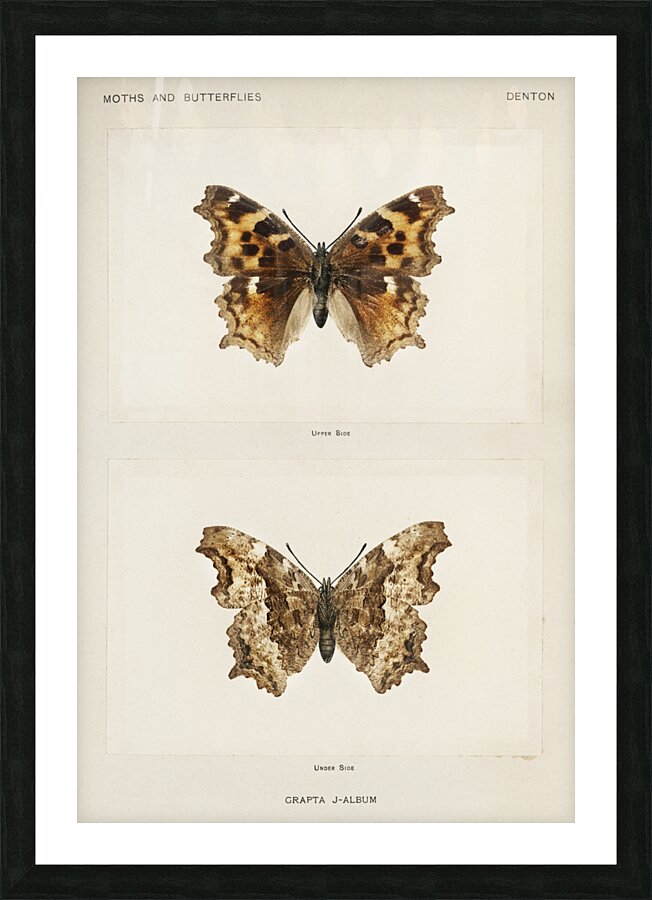 Compton Tortoiseshell Grapta J-Album from Moths and butterflies of the United States 1900 by Sherman F. Denton 1856-1937.  Picture Frame print
