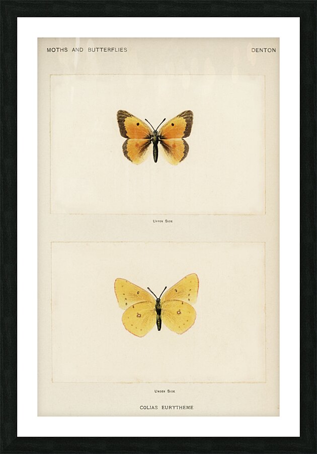 Orange Sulphur Colias Eurytheme from Moths and butterflies of the United States 1900 by Sherman F. Denton 1856-1937.  Picture Frame print