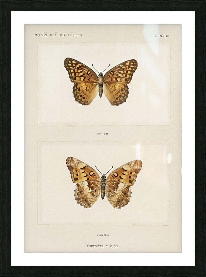 Variegated Fritillary Euptoieta Claudia from Moths and butterflies of the United States 1900 by Sherman F. Denton 1856-1937.  Picture Frame print