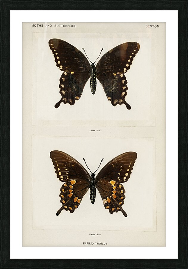 Spicebush Swallowtail Papilio Troilus from Moths and butterflies of the United States 1900 by Sherman F. Denton 1856-1937.  Picture Frame print