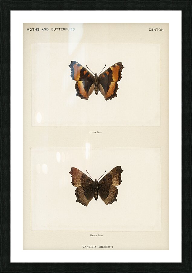 Fire-rim Tortoiseshell Vanessa Milberti from Moths and butterflies of the United States 1900 by Sherman F. Denton 1856-1937.  Picture Frame print
