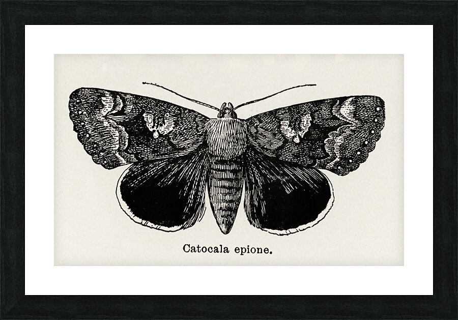 Epione Underwing Catocala epione from Moths and butterflies of the United States 1900 by Sherman F. Denton 1856-1937.  Picture Frame print
