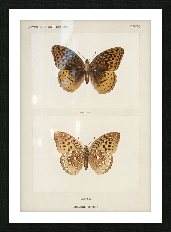 Great Spangled Fritillary Argynnis Cybele from Moths and butterflies of the United States 1900 by Sherman F. Denton 1856-1937.  Picture Frame print