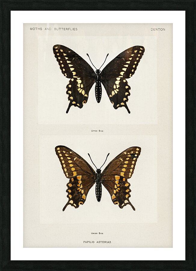 Black Swallowtail Papilio Asterias from Moths and butterflies of the United States 1900 by Sherman F. Denton 1856-1937.  Picture Frame print