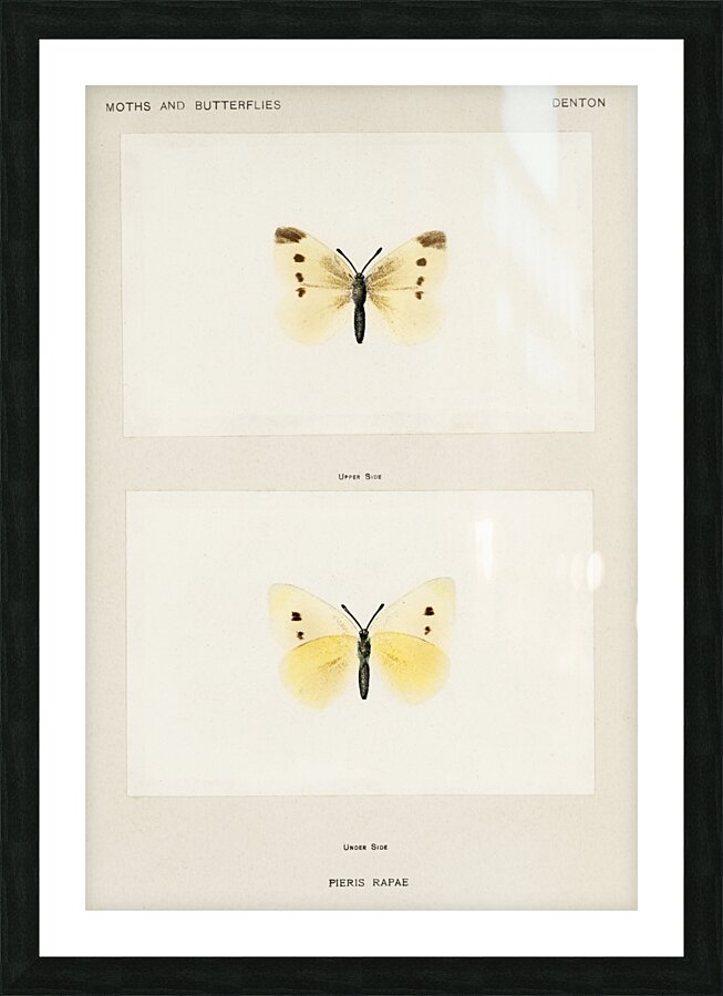 Small Cabbage White Pieris Rapae from Moths and butterflies of the United States 1900 by Sherman F. Denton 1856-1937.  Picture Frame print