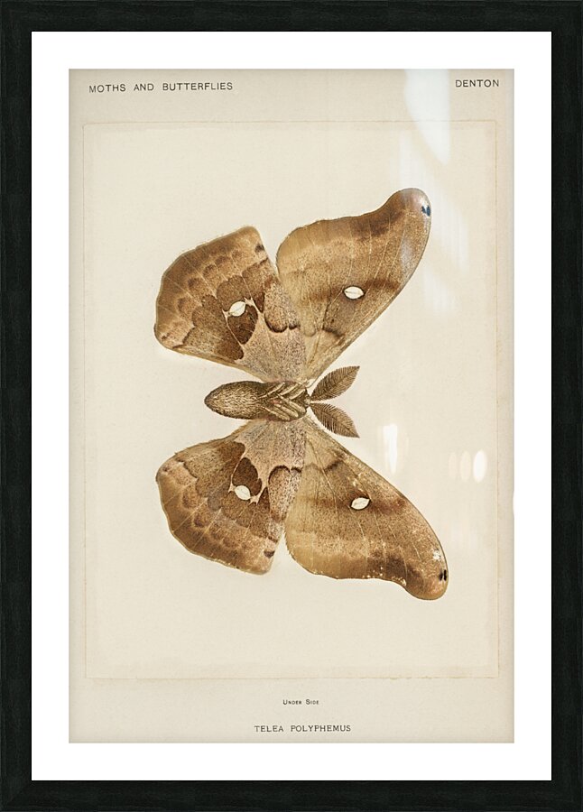 Polyphemus Moth Telea Polyphemus from Moths and Butterflies of the United States 1900 by Sherman F. Denton 1856-1937.  Picture Frame print