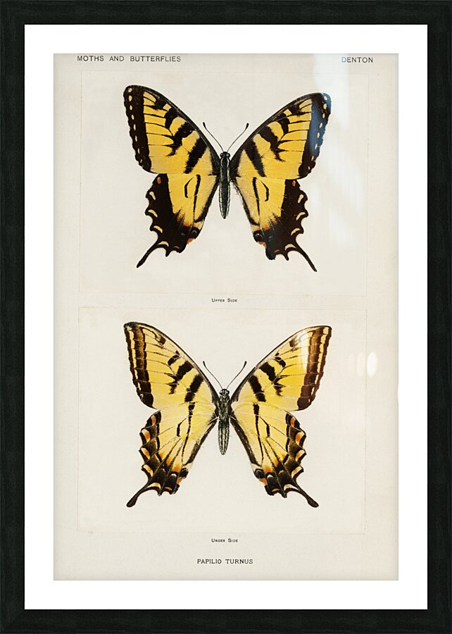Eastern Tiger Swallowtail Papilio Turnus from Moths and butterflies of the United States 1900 by Sherman F. Denton 1856-1937.  Picture Frame print