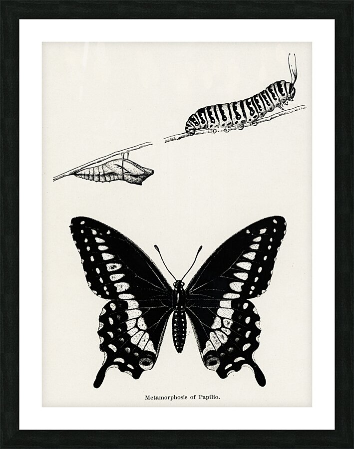 Metamorphosis of Papilio Butterfly from Moths and butterflies of the United States 1900 by Sherman F. Denton 1856-1937.  Picture Frame print