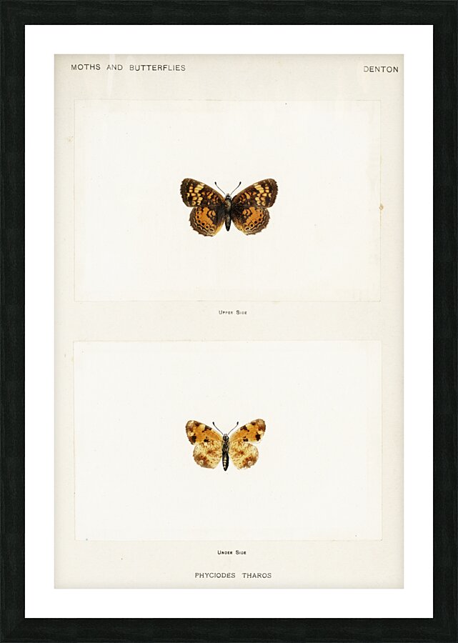 Pearl Crescent Phyciodes Tharos from Moths and butterflies of the United States 1900 by Sherman F. Denton 1856-1937.  Picture Frame print