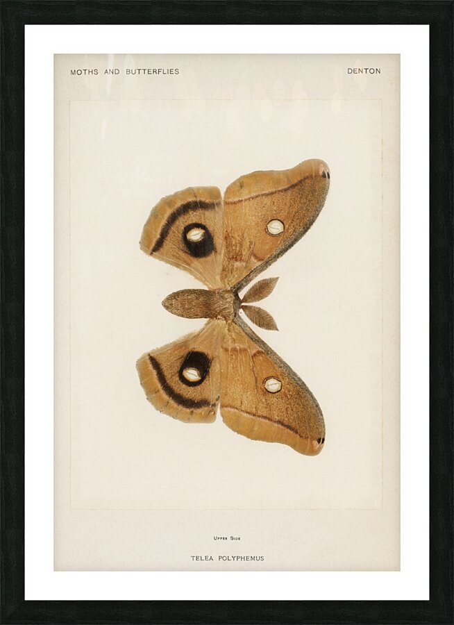 Polyphemus Moth Telea Polyphemus from Moths and Butterflies of the United States 1900 by Sherman F. Denton 1856-1937.  Picture Frame print