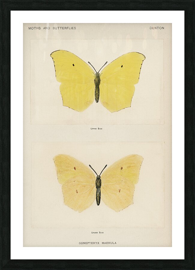 Angled Sulphur Gonepteryx Maerula from Moths and butterflies of the United States 1900 by Sherman F. Denton 1856-1937.  Picture Frame print