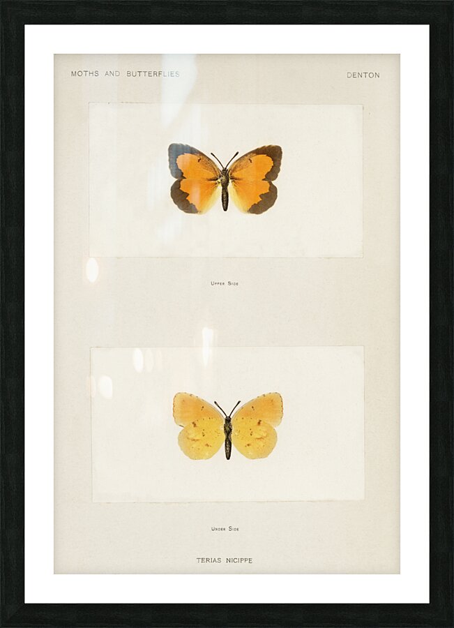 Sleepy Orange Terias Nicippe from Moths and butterflies of the United States 1900 by Sherman F. Denton 1856-1937.  Picture Frame print