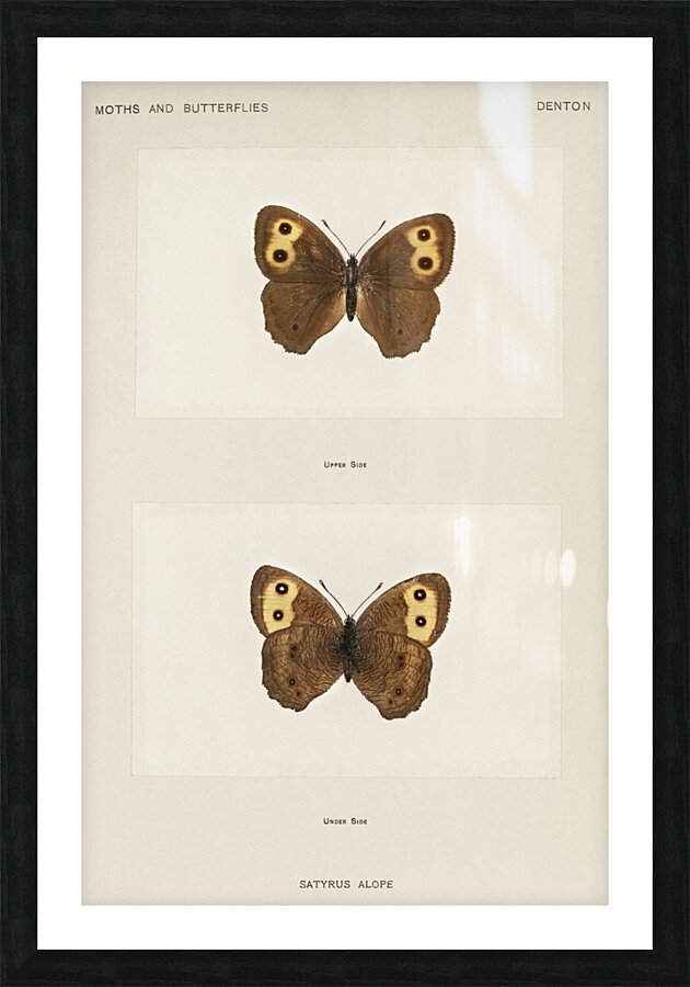 Wood-nymph Satyrus Alope from Moths and butterflies of the United States 1900 by Sherman F. Denton 1856-1937.  Picture Frame print