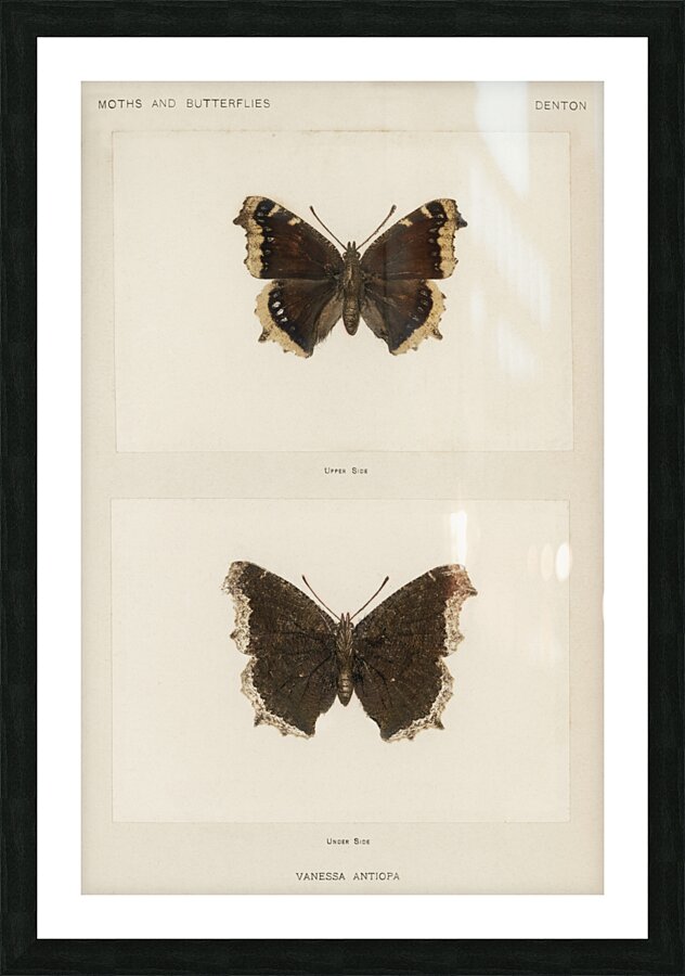 Mourning Cloak Vanessa Antiopa from Moths and butterflies of the United States 1900 by Sherman F. Denton 1856-1937.  Picture Frame print