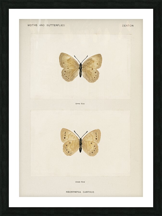 Eyed Brown Butterfly Neonympha Canthus from Moths and Butterflies of the United States 1900 by Sherman F. Denton 1856-1937.  Picture Frame print