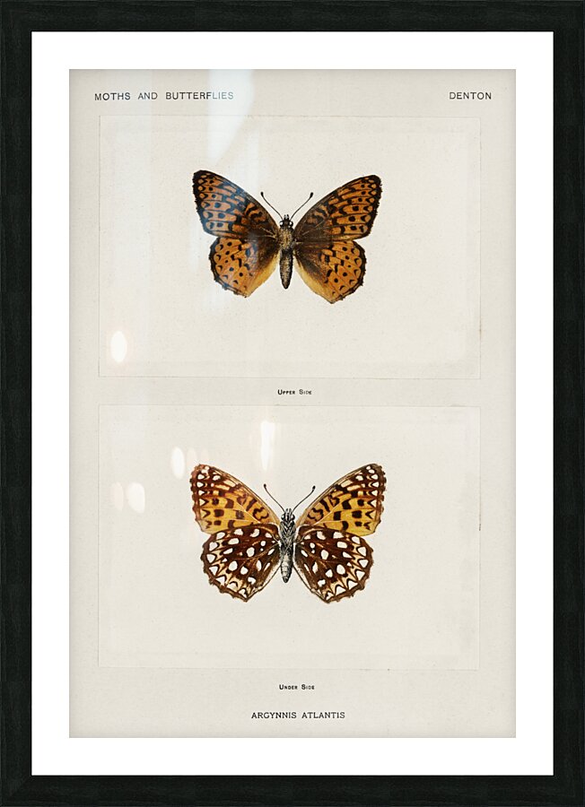 Atlantis Fritillary Argynnis Atlantis from Moths and butterflies of the United States 1900 by Sherman F. Denton 1856-1937.  Picture Frame print