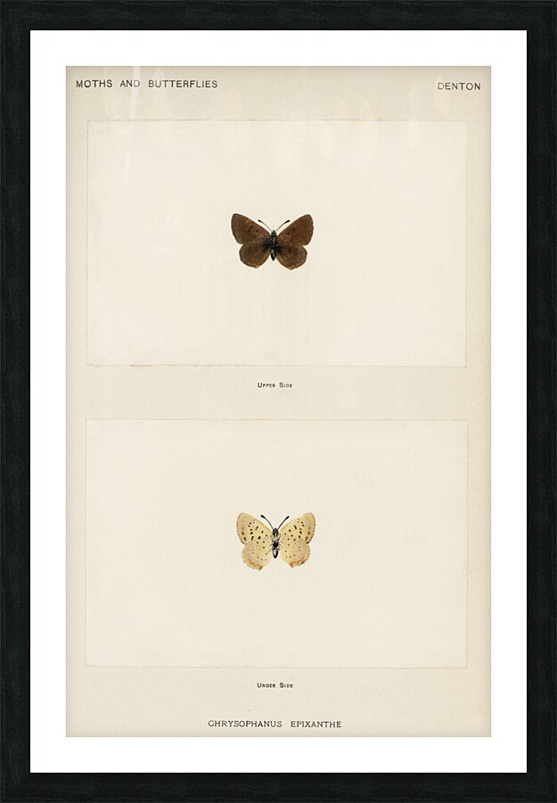 Giant Swallowtail Papilio Cresphontes from Moths and butterflies of the United States 1900 by Sherman F. Denton 1856-1937.  Picture Frame print