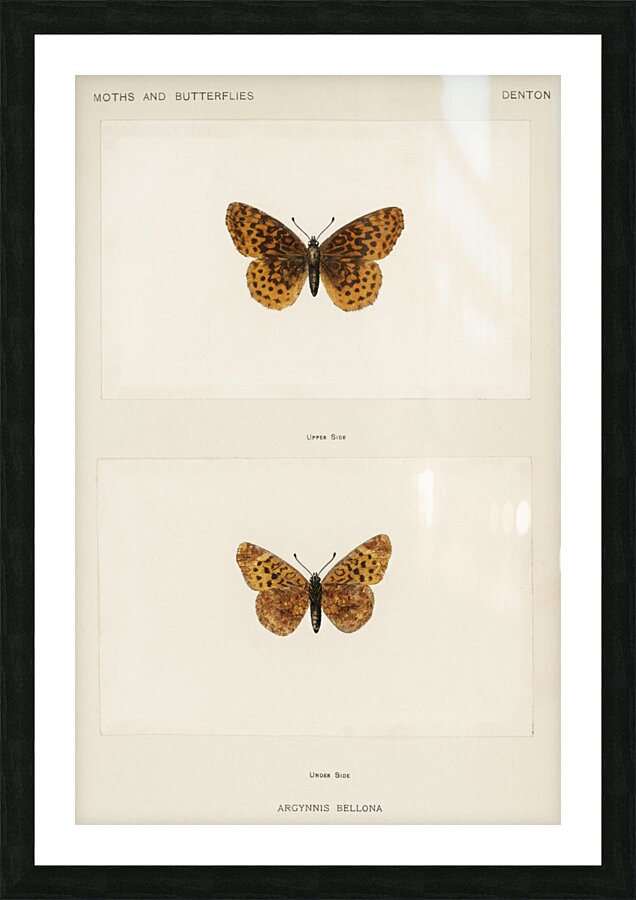 Meadow Fritillary Argynnis Bellona from Moths and butterflies of the United States 1900 by Sherman F. Denton 1856-1937.  Picture Frame print
