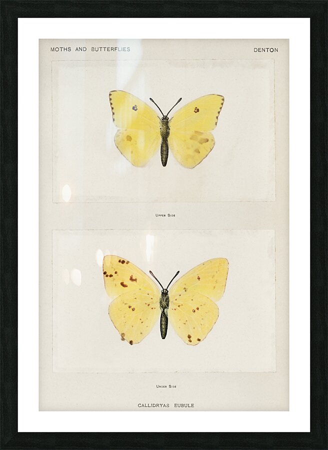 Cloudless Sulphur Callidryas Eubule from Moths and butterflies of the United States 1900 by Sherman F. Denton 1856-1937.  Picture Frame print
