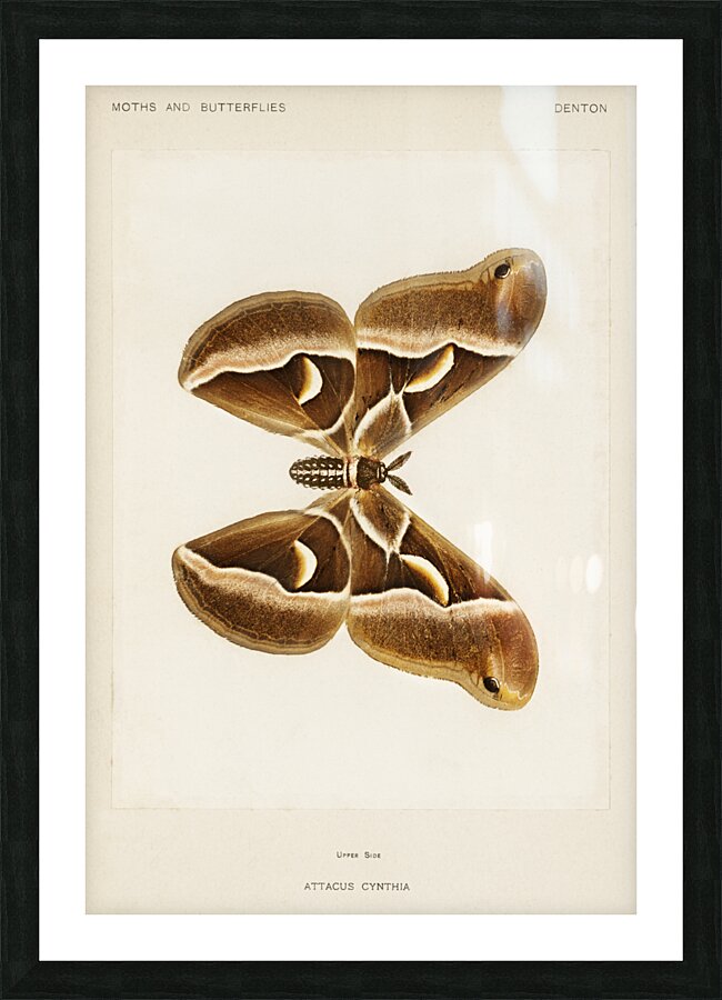 Ailanthus Silkmoth Attacus Cynthia from Moths and Butterflies of the United States 1900 by Sherman F. Denton 1856-1937.  Picture Frame print