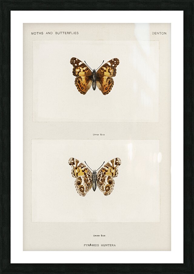 Pyrameis Huntera Brazilian painted lady from Moths and butterflies of the United States 1900 by Sherman F. Denton 1856-1937.  Picture Frame print