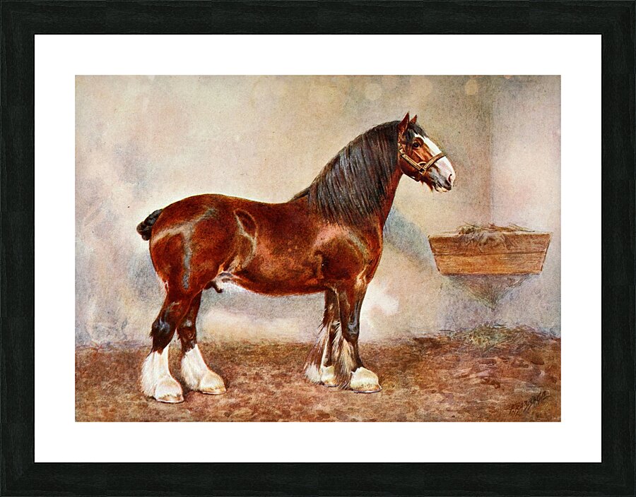 Clydesdale Stallion Prince of Albion Frank Babbage English 1858–1916 Picture Frame print