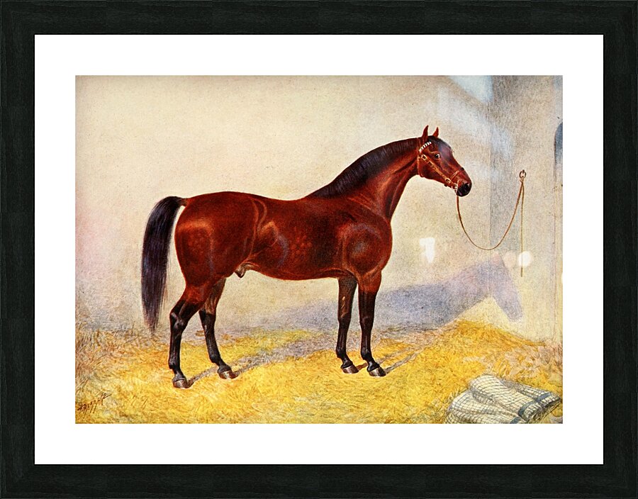 Cleveland Bay Stallion Sultan Frank Babbage English 1858–1916 Picture Frame print