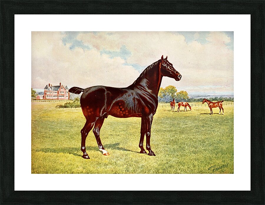 Dual Champion Pony Stallion Berkeley Model After Penry Powell Palfrey English 1830 - 1902 Picture Frame print