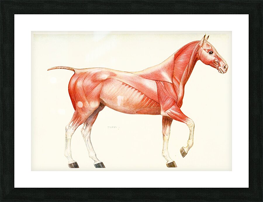 The Muscular System of the Horse Amedeo John Engel Terzi Italian 1872-1956 Picture Frame print
