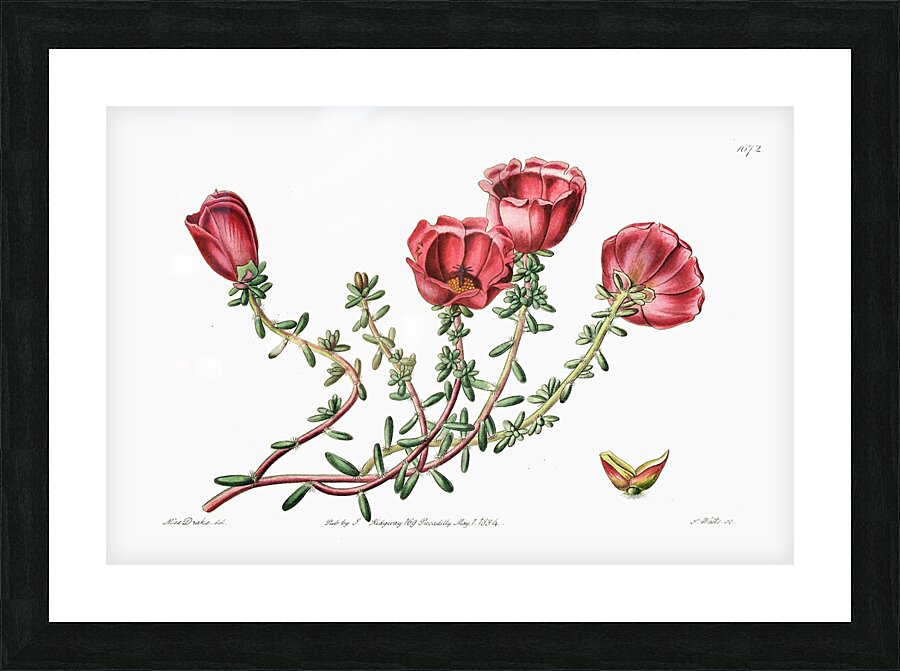 Dr. Gillies purslane from Edwards Botanical Register 1829-1847  by Sydenham Edwards John Lindley and James Ridgway. Picture Frame print