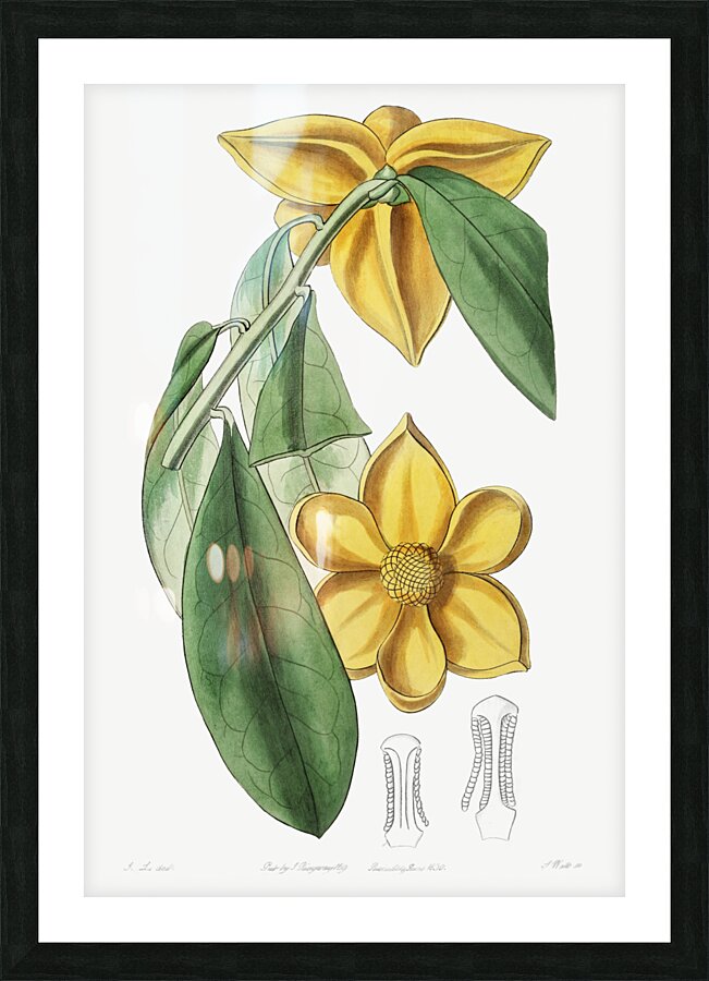Laurel-leaved custard apple from Edwards Botanical Register 1829-1847  by Sydenham Edwards John Lindley and James Ridgway. Picture Frame print